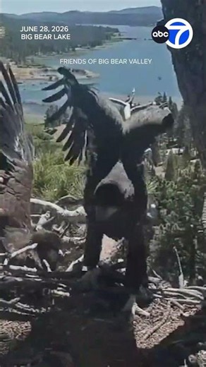 Big Bear eaglet spotted 1 day after scary fall from nest