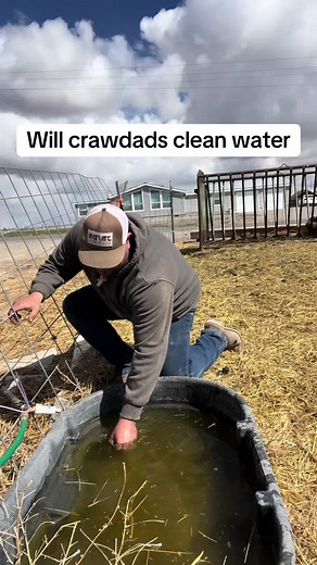 Crawdads vs. Crawfish: Water Cleanup Comparison