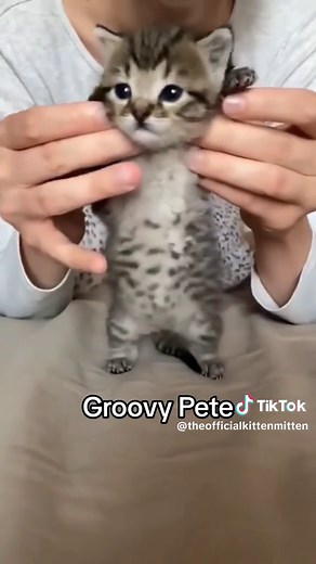 KittenMitten on TikTok