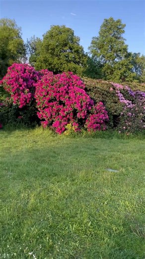 Feeling relax | 🏞️ | German city Dresden | sommerzeiten | 🎋🌴🌿🪴💐🌷🌹🪷🌺