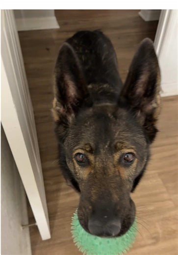 Dog Dancing: Watch This German Shepherd's Moves