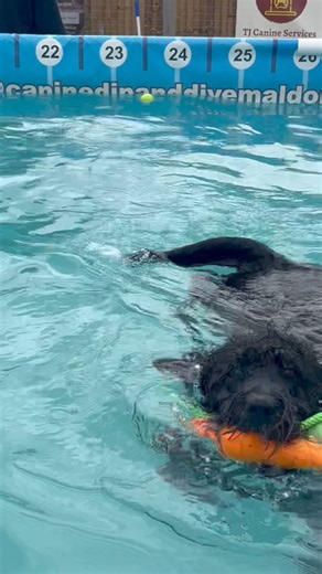 Labradoodle Luna loved her first ever time swimming!! | Canine Dip and Dive Maldon
