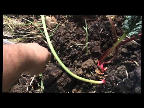 Moving and Transplanting Rhubarb