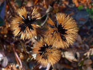 How to Pre-treat Seed for Better Germination