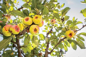 How To Prune Apple Trees For Better Fruit Production