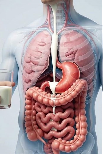 Milk Digestion — Human Anatomy View