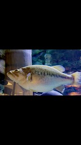 Can you guess the weight of this largemouth bass?? | Bass Fishing Facts