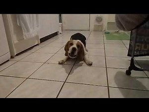 BEAGLE QUI ABOIE 😀