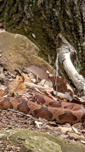 Venomous northern copperhead spotted on West Hartford trail, resident says