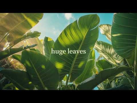 Huge Leaves - Deep House Lounge Music Summer Vibes