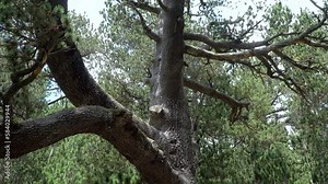 Large southern live oak (Quercus virginiana) in Bulgaria