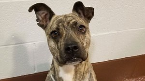 ***ADOPTED*** Long Stay Champion Kelis first entered the shelter 100 days ago, during a winter storm. Kelis was left padlocked & chained to tree. It's was -6 degrees that day. She had no shelter, no food and no water! Kelis has come a long way since we first met her. The gorgeious 2-year-old is friendly, sweet and very affectionate. She's an energetic, curious dog that loves to romp around the back yard and play with her plush toys. She's been on several field trips away from the shelter, and fi