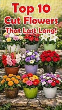 10 Long-Lasting Cut Flowers Looking for cut flowers that stay fresh for days? #cutflowers