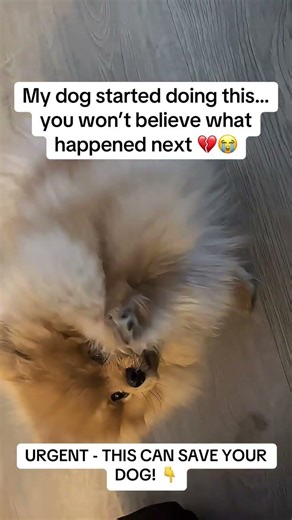 My dog started doing this… you won’t believe what happened next 💔😭