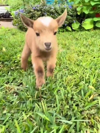 Dancing Baby Goat in the Jungle 🐐🌿 | Cute & Funny Animal Video