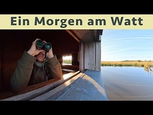 Vogelbeobachtung am Katinger Watt - Seeadler inklusive!