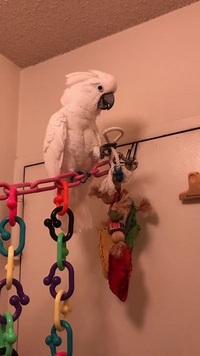I’m an animal actor, but dancing is my side hustle. #animalactor #dancing #sidehustle #parrot #dancingparrot #dothehustle #pet #cute #gotthemoves