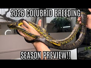 2026 Colubrid Breeding Season Preview | Spilotes And Pituophis