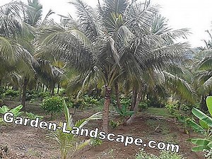 Garden Practice: Cocoa plant, cocoa tree - cultivation, planting and care | 2025