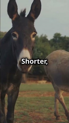 Donkeys vs Horses vs Mules: Quick Comparison!