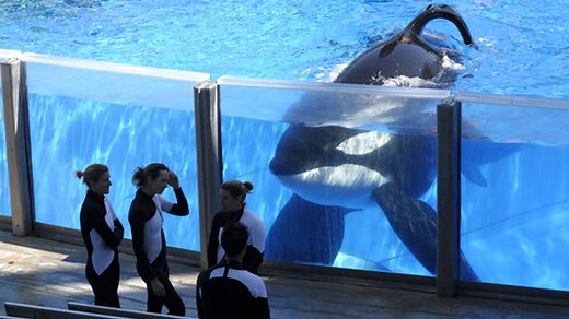 SeaWorld prepares defense in class action lawsuit over ‘Blackfish’ impact