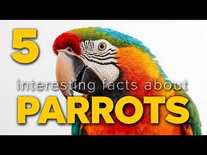 5 interesting facts about Parrots