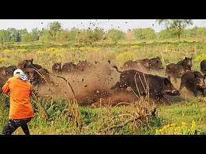 Hundreds of Invasive Wild Boars Invaded the Farm – Here’s How Farmers Fought Back