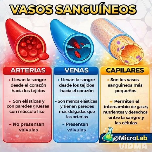Anatomía del Corazón y Vasos Sanguíneos (Fácil de entender) 🫀❤️