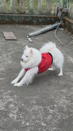 “Early Morning Workout Mode ON”😃 || Indian Spitz dog ||Indian Spitz dog playing || pomeranian dog