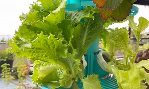 Introduction to Hydroponics: A Beginner’s Guide to Soilless Gardening
