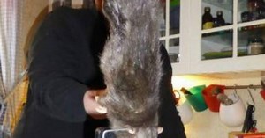 'Ratzilla', la rata gigante que aterrorizó a una familia en Suecia