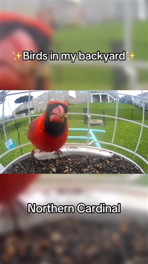 Male Northern Cardinal Up Close ❤️ Backyard Bird Watching