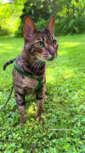 Bird Alert! #catchattering #catchirping