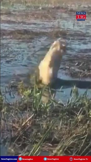 ഗതികെട്ടാൽ മുതല ഡ്രോണും തിന്നും! crocodile eats drone