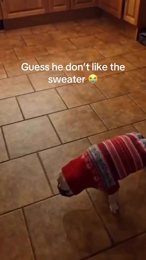 Oh shyt 😆 #explorepage✨ #fypシ゚viral #sweaters #☹️ | sweaters