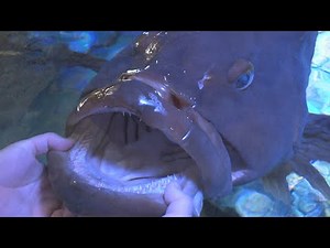 ＜すいスイっと＞ クエ