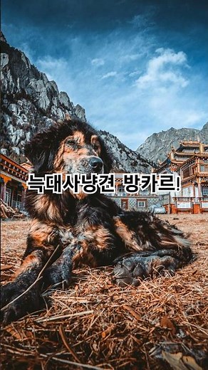 "몽골의 늑대 사냥견, 방카르의 비밀!"#방카르 #늑대사냥견 #몽골초원 #가축보호견 #몽골유목민 #늑대잡는개 #방카르의전설 #shorts