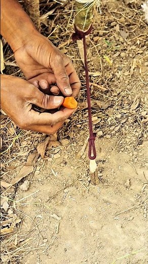 How to Make a Simple Survival Trap | Bushcraft Snare Tutorial #Shorts
