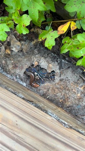 look at that blue!! still one of the most cool and random lizard encounters i’ve ever had. have any of my fellow herpers even seen this in the wild? #animals #skinks #lizards #herping | adventorin