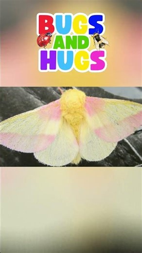 Rainbow Bugs for Kids | Learn Insects Names | Simple English #Shorts