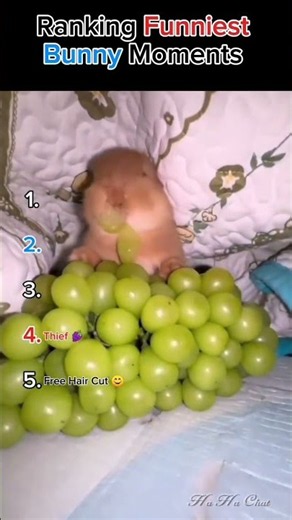 Top 5 Funniest Bunny Clips Ranked!🐰