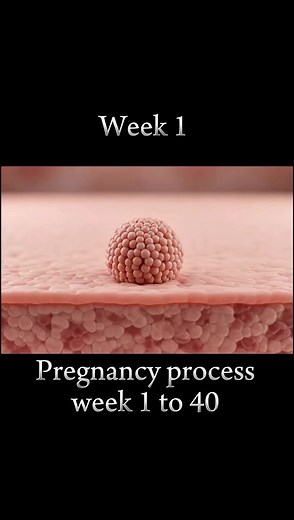 Understanding Pregnancy Week by Week