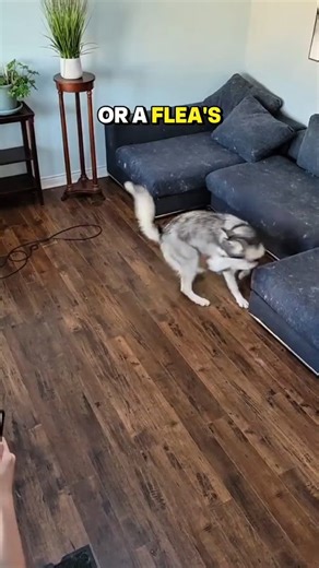 Ever seen your dog spin in circles trying to catch their own tail?...