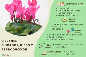 Ciclamen: cuidados, riego y reproducción - Guía práctica