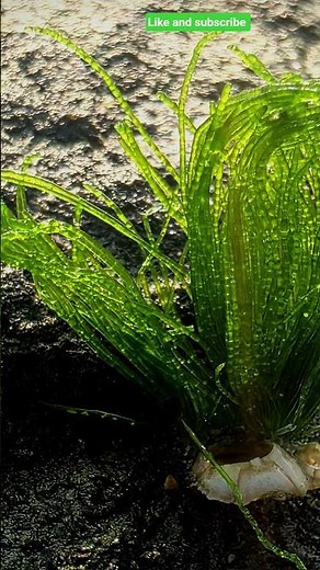 S25 Ultra Green algae close up