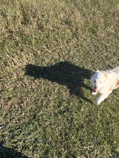 Then there was one 😍 Red Merle Male ASDR Pet Only Born 9/9 Ready now Very Social Double Blue eyes Up to date on all deworming and shots | EA Farms Mini Aussies