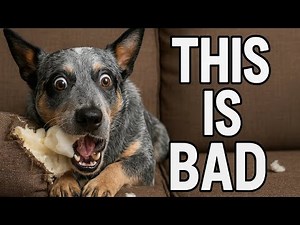 6 Mistakes Every Blue Heeler Owner Makes...