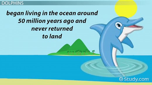 Dolphin Adaptations: Lesson for Kids