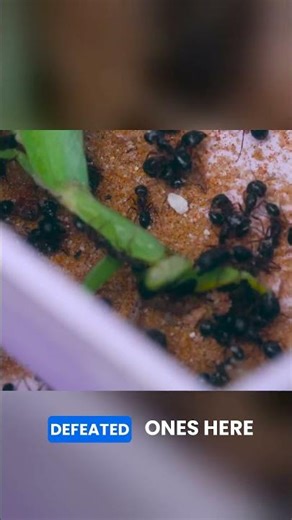 Praying mantis vs. ants battle !!!!! #shorts