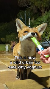 A foxy nose boop, plus some special guests! Who is your favourite? #animals #foxes | Lucy Goacher & Foxes